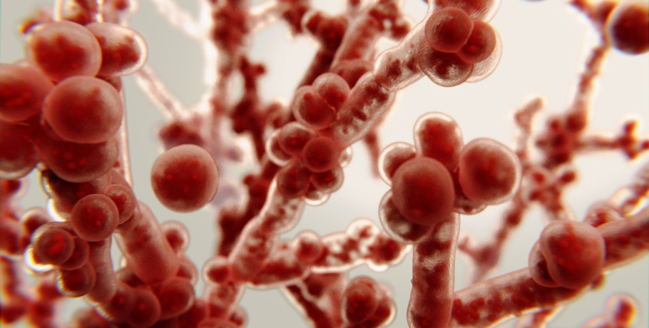 Główne formy Candida: forma drożdżowa, forma strzępkowa i faza biofilmu