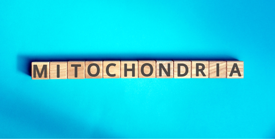 Wszystko o chlorowodorku rybozydu nikotynamidu (NRC) dla NAD+