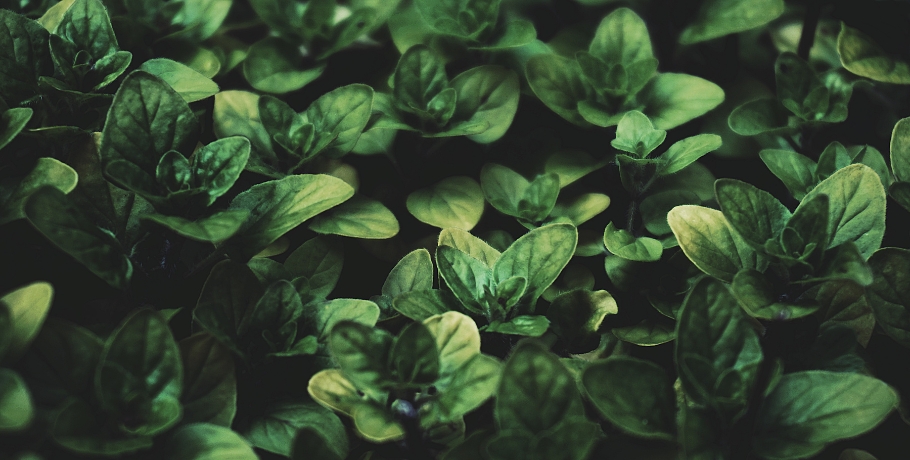 Wszystko o ekstrakcie z oregano