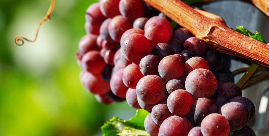 Wszystko o resweratrolu