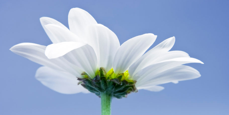 Kwercetyna – przyjaciel alergika?