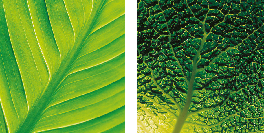 Prawdziwe suplementy wholefood i rawfood – czy istnieją?